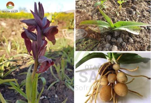 orkide-meshur-bucak-salebi-cekirdek-sahlep-bitkisi